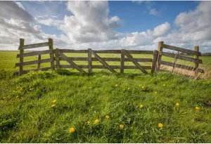 CSFOTO 8x6.5ft Spring Scenery Backdrop Prairie Photography Background Blue Sky White Clouds Outdoor Natural Landscape Field Travel Vacation Portrait Photo Studio Video Props Wallpaper