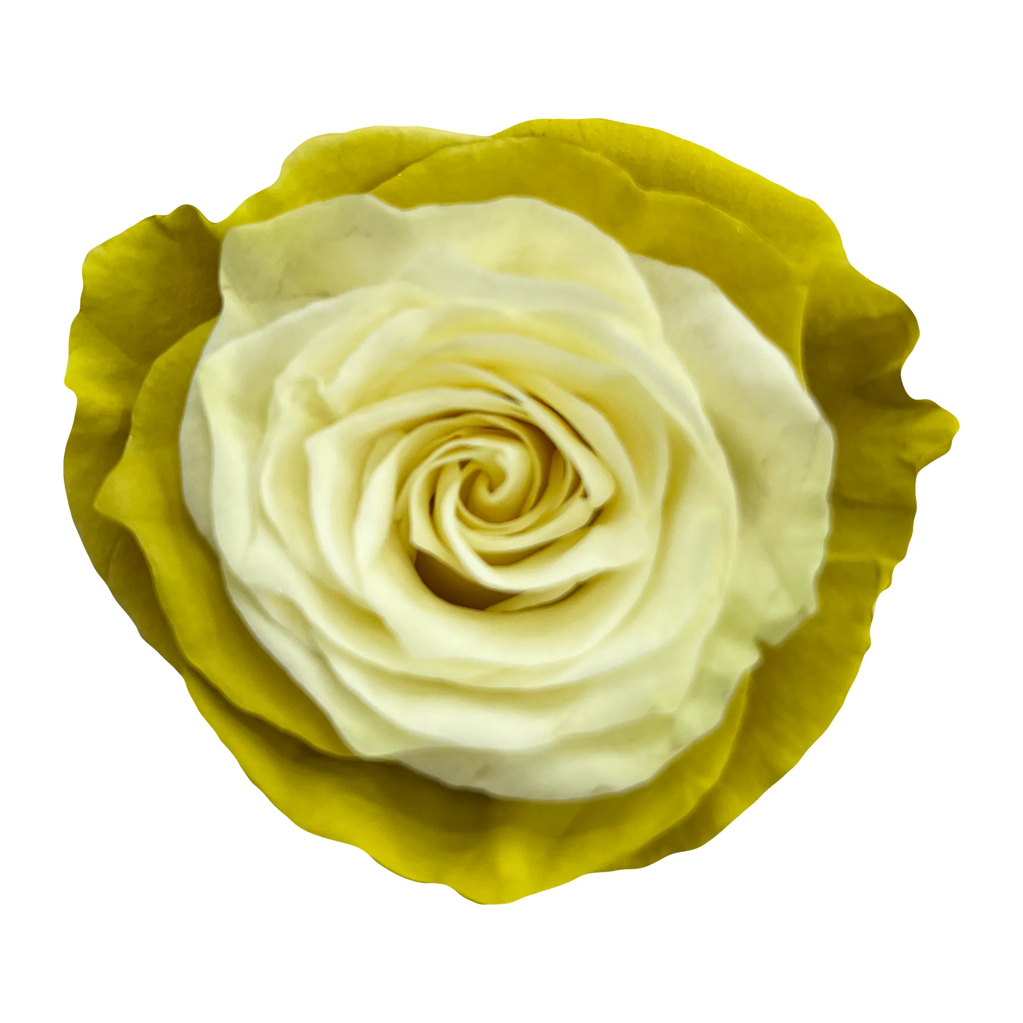 Flat White Roses