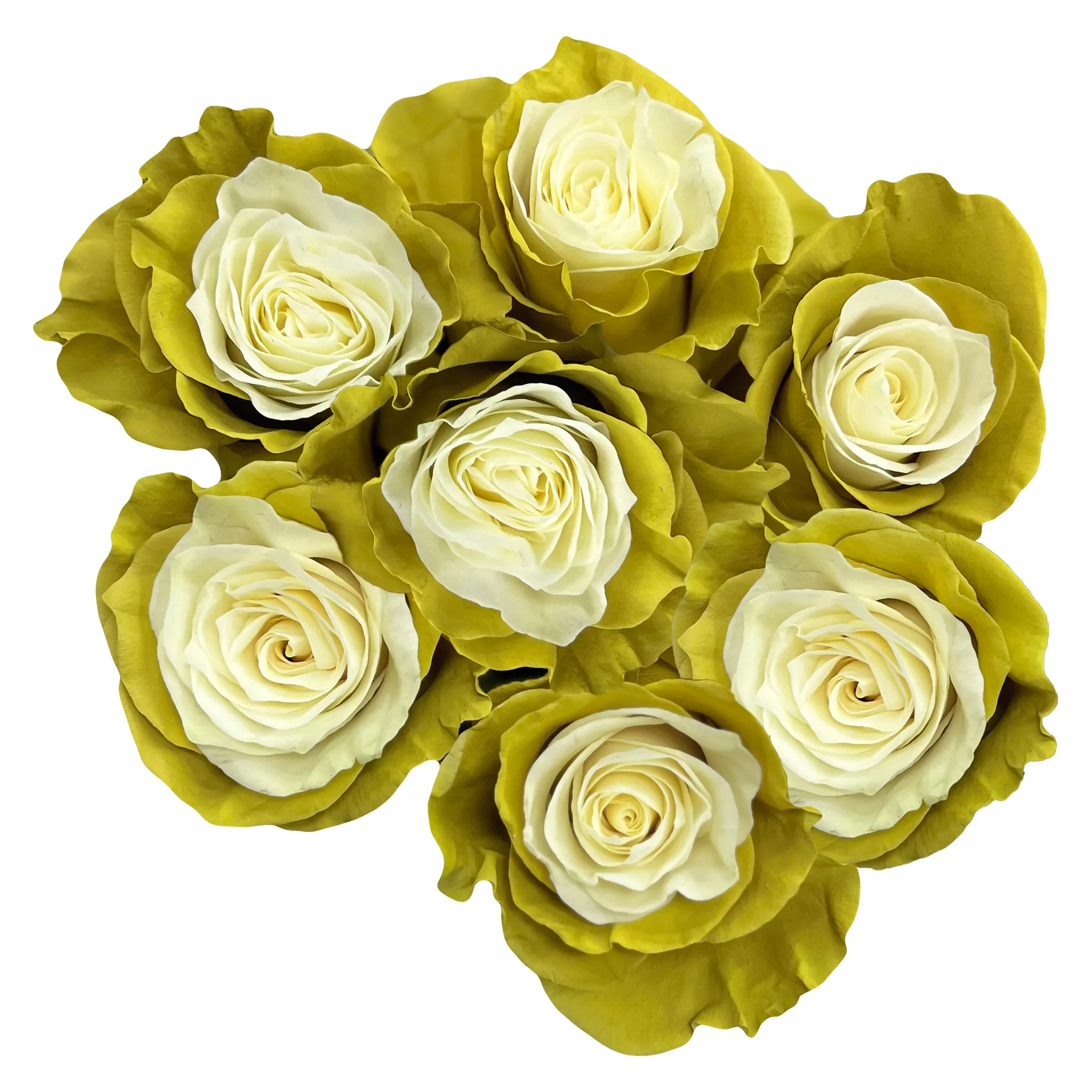 Flat White Roses